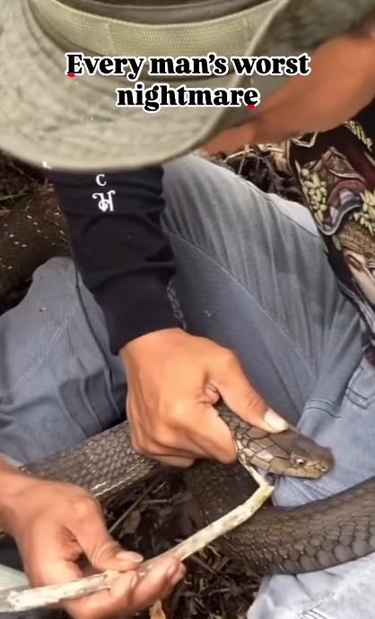 友人用樹枝穿過蛇口。(互聯網)