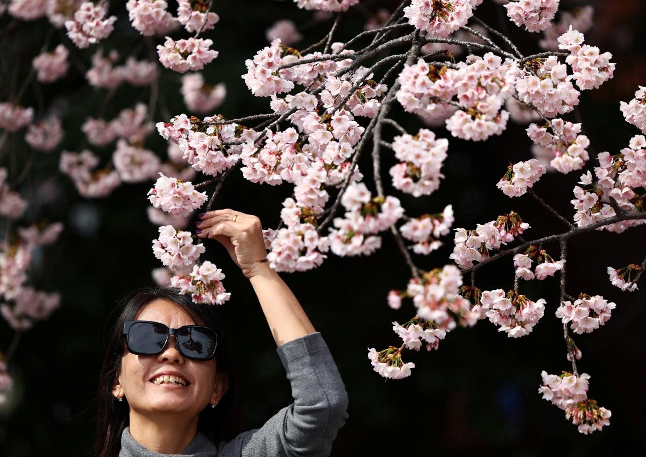 東京上野公園櫻花綻放,民眾寫意賞花。(路透社)