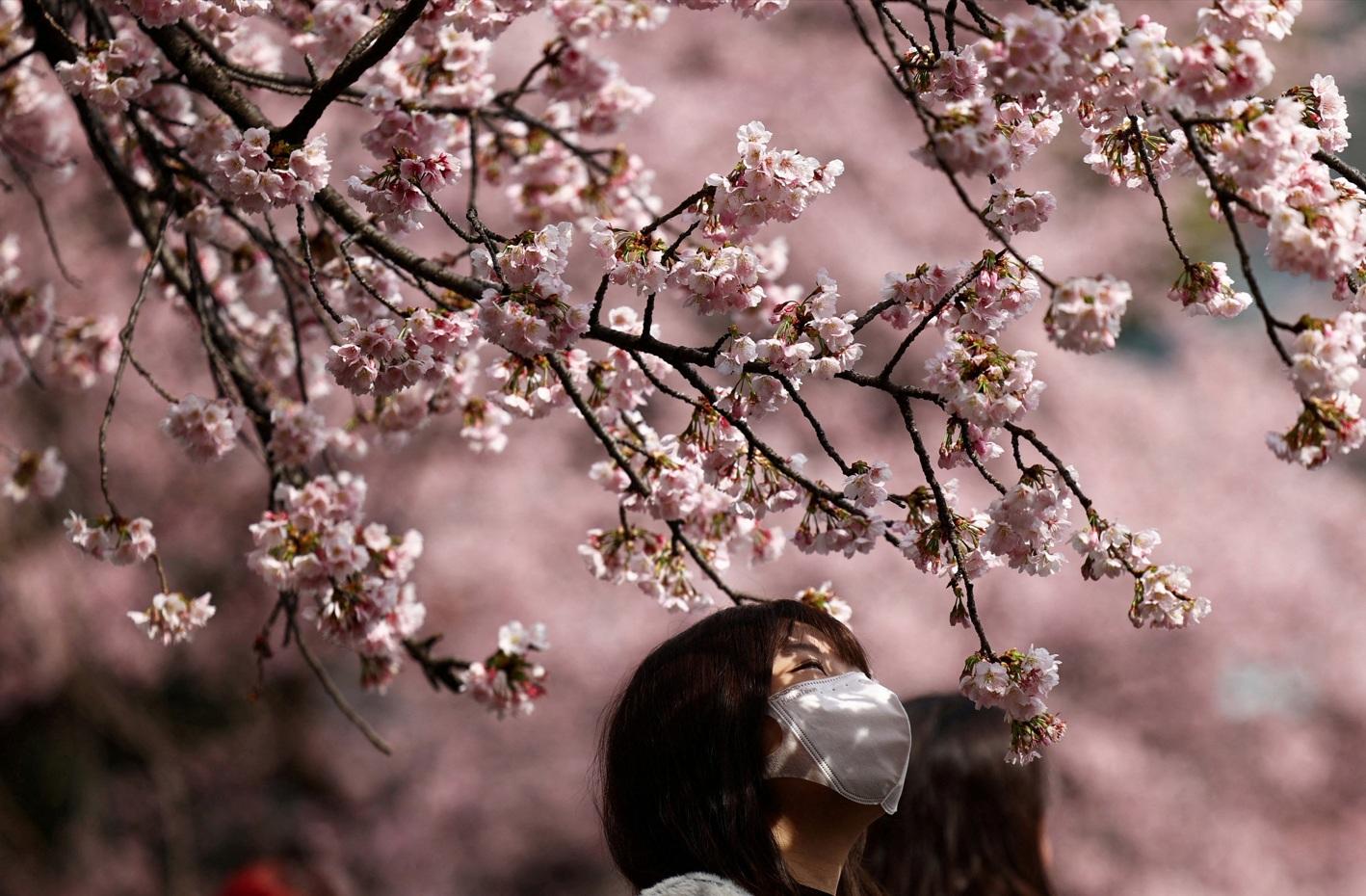 東京上野公園櫻花綻放,民眾寫意賞花。(路透社)