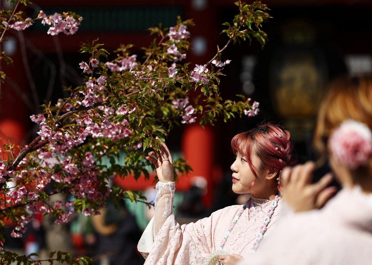 東京淺草寺附近的櫻花盛開,民眾賞櫻打卡。(路透社)