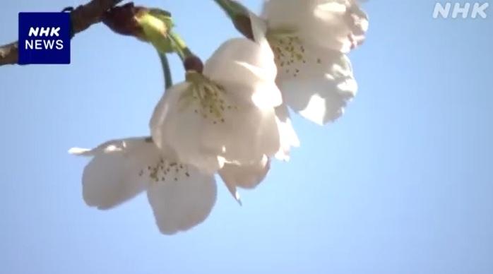 日本高知市及熊本市氣象台周日宣布,染井吉野櫻標準本開花,成為日本官方確認今年最早開花的地區,也標誌著櫻花季正式展開。(互聯網)