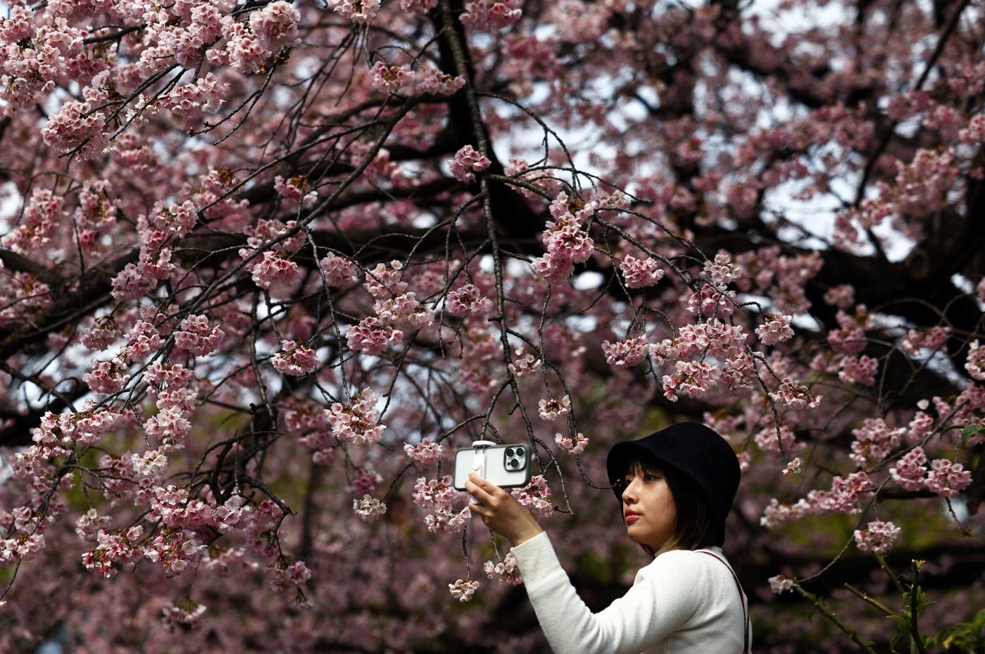 東京上野公園櫻花早於本月中旬已盛開,民眾拍攝花朵美態。(路透社)