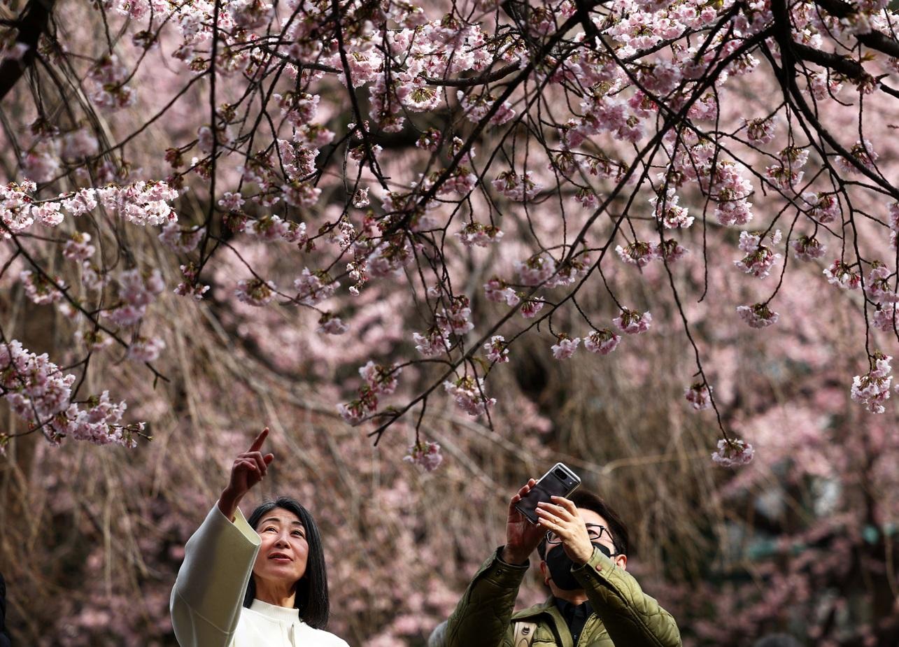 東京上野公園櫻花早於本月中旬已盛開,民眾到來賞花。(路透社)