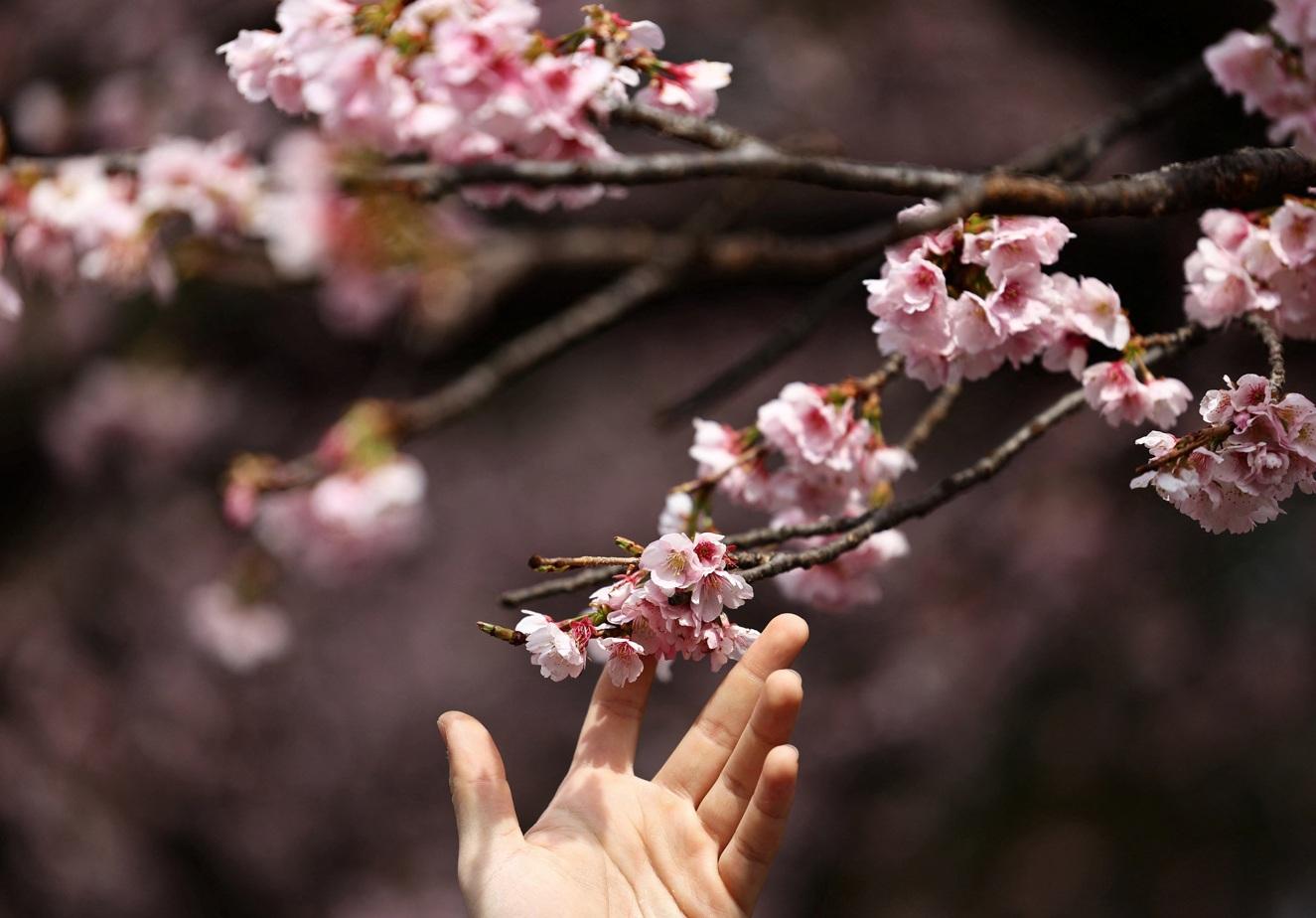 東京上野公園櫻花早於本月中旬盛開。(路透社)