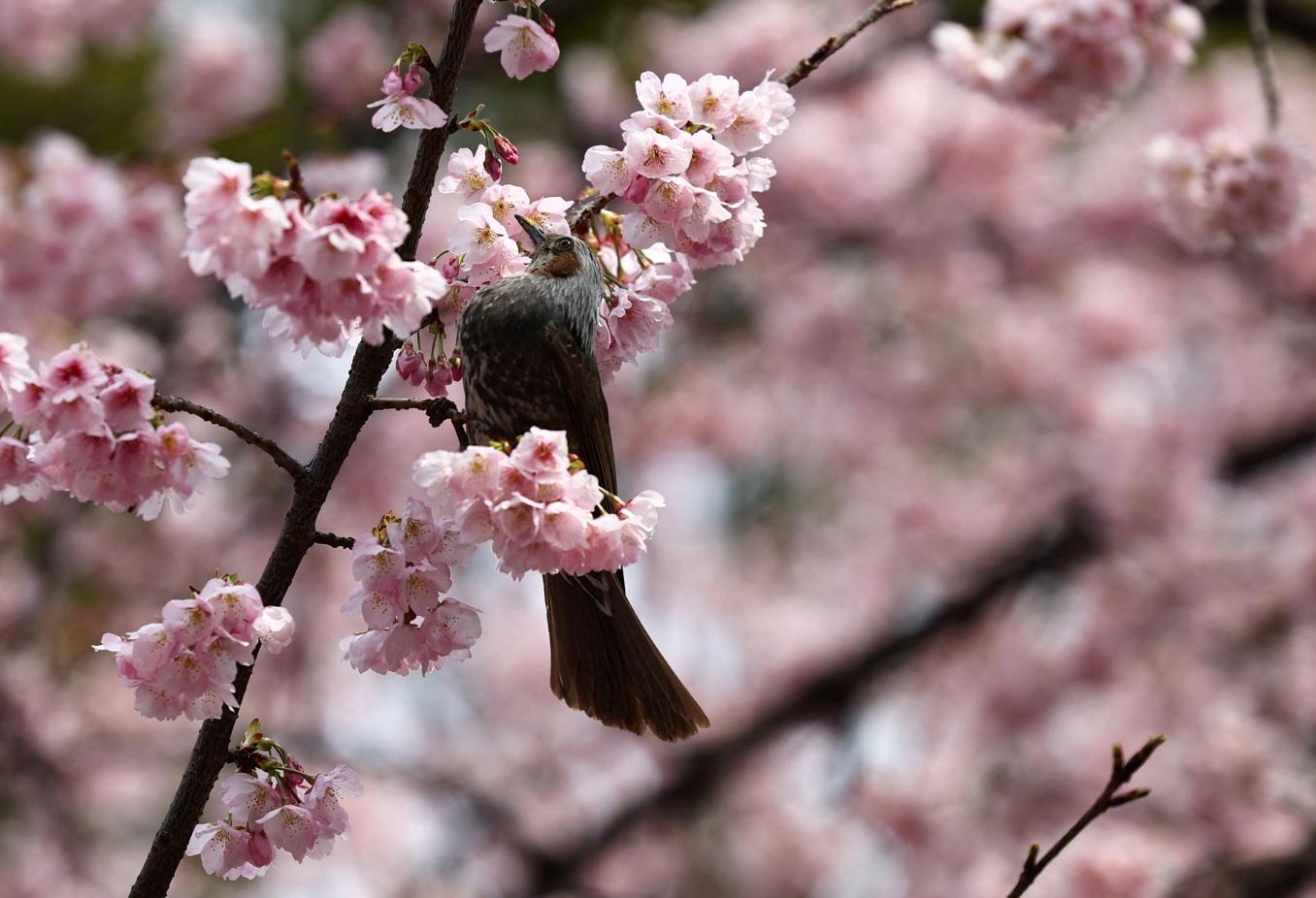 東京上野公園櫻花早於本月中旬盛開,鳥兒鑽進花叢。(路透社)