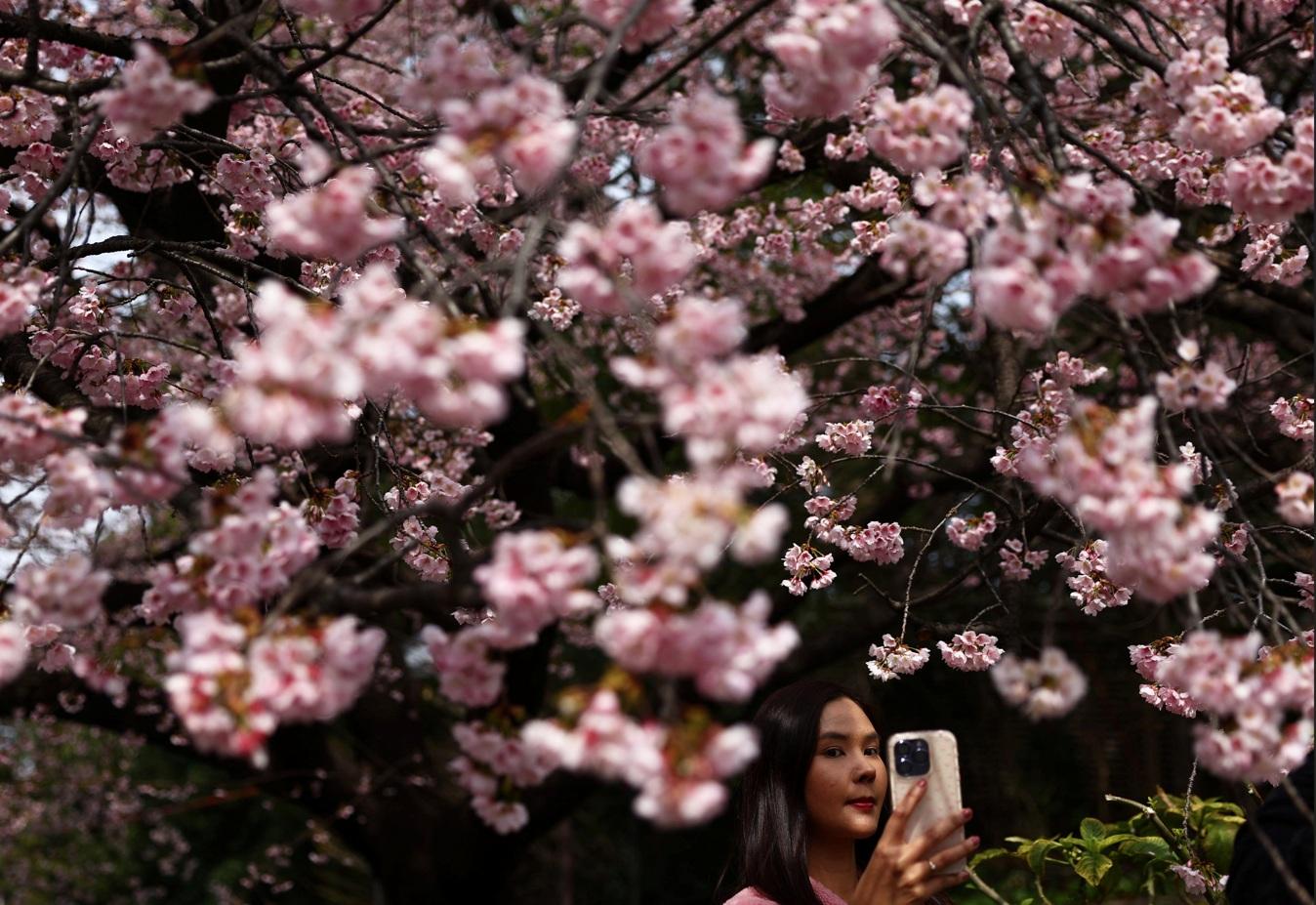 東京上野公園櫻花綻放。(路透社)