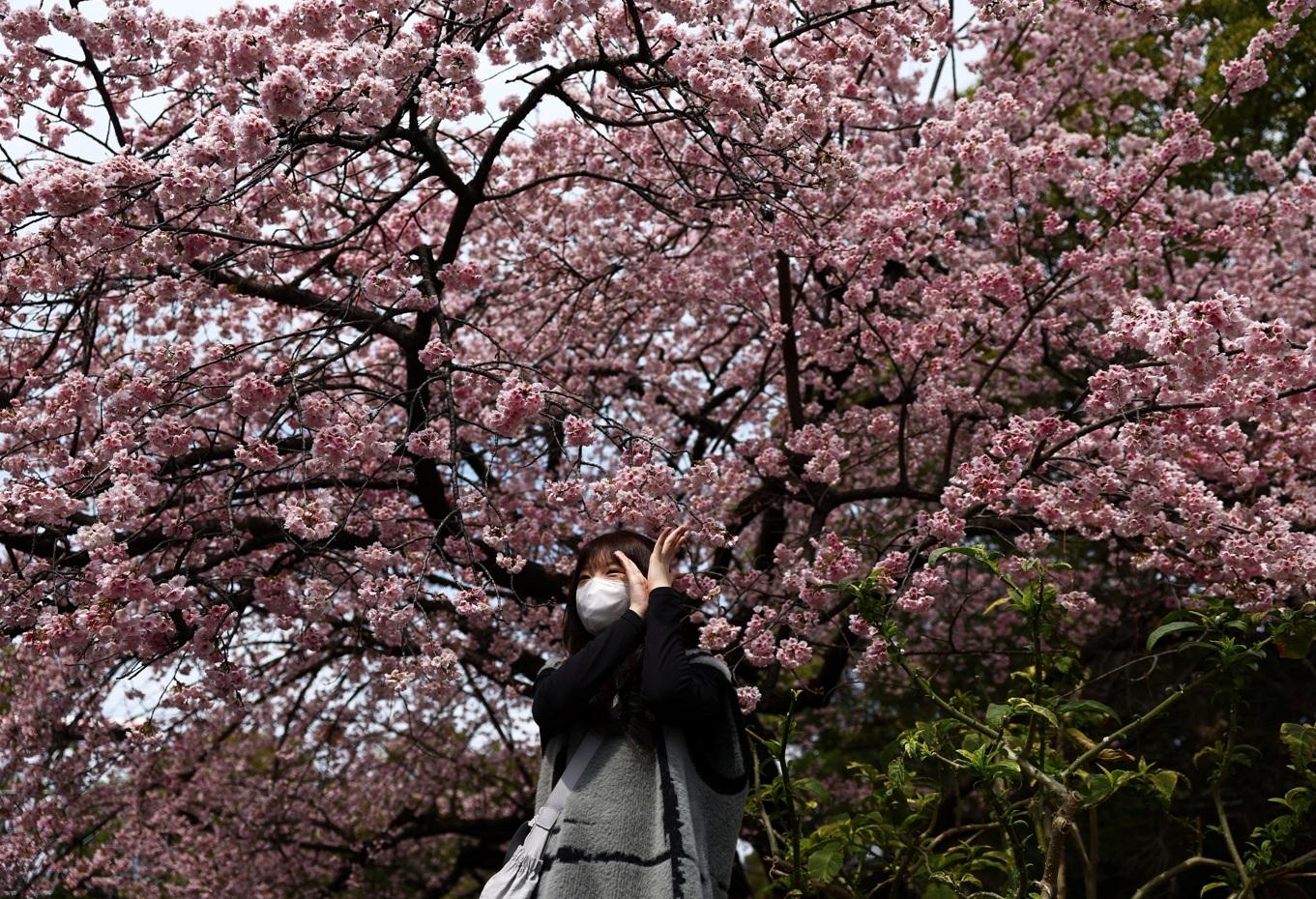 東京上野公園櫻花綻放,民眾在櫻花樹下拍照。(路透社)