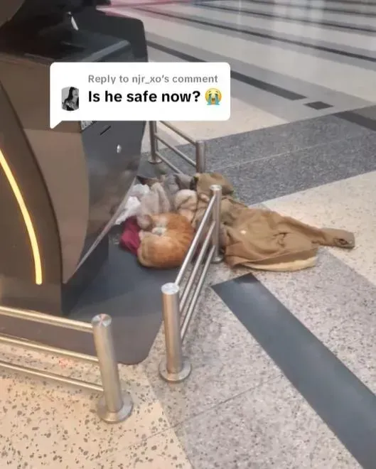 黎巴嫩一隻貓咪被主人無情拋棄在機場。(TikTok)
