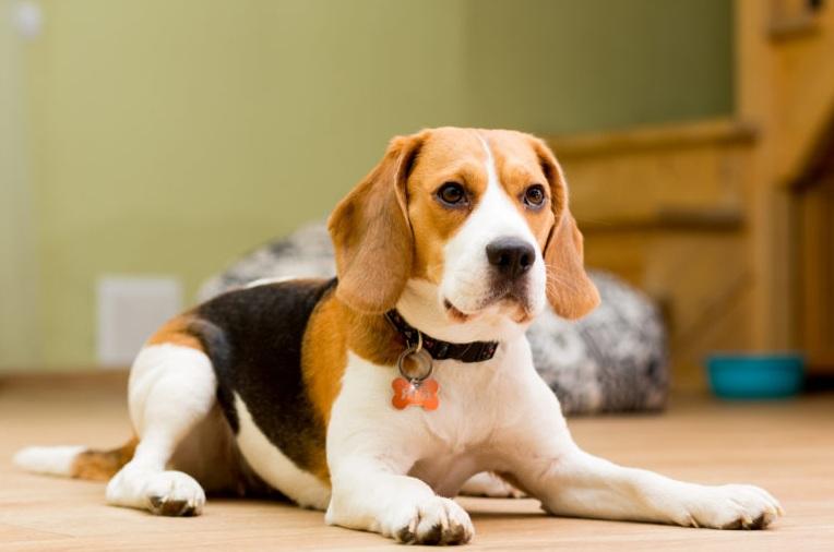寵物犬米格魯(Beagle)。(互聯網)