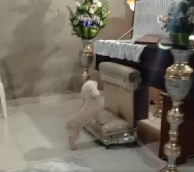 小狗猶疑一會後,小狗終有行動。(互聯網)