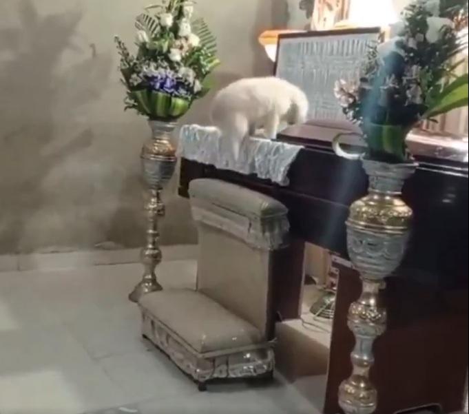 小狗跳進棺木。(互聯網)