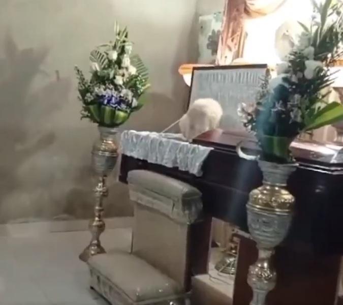 小狗跳進棺木。(互聯網)