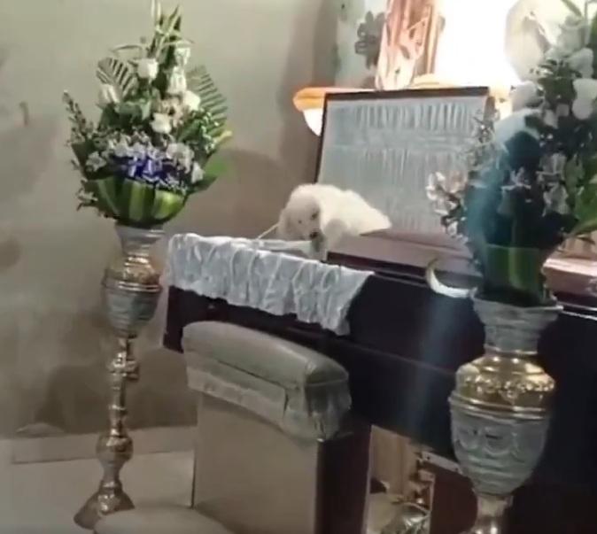 最後小狗坐在已故主人身上。(互聯網)