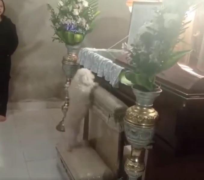 小狗走上跪墊嗅聞。(互聯網)