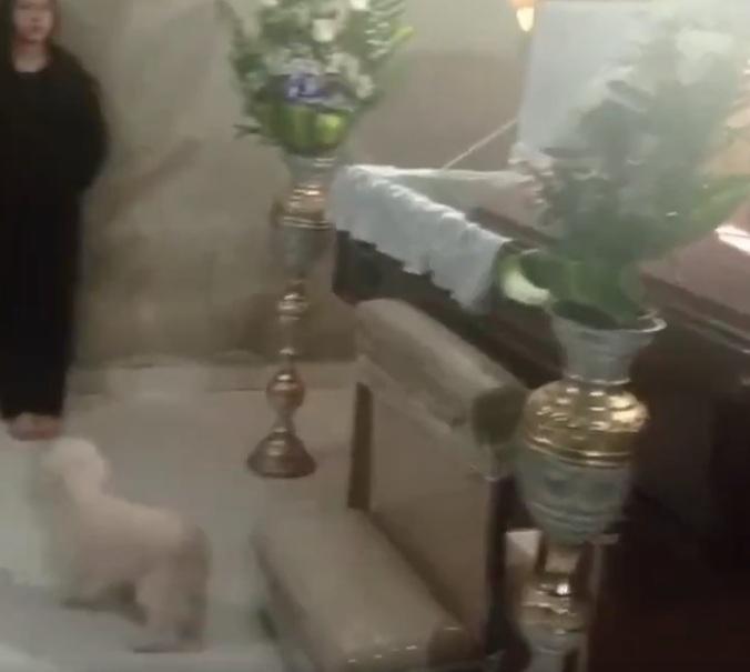 小狗下來。(互聯網)