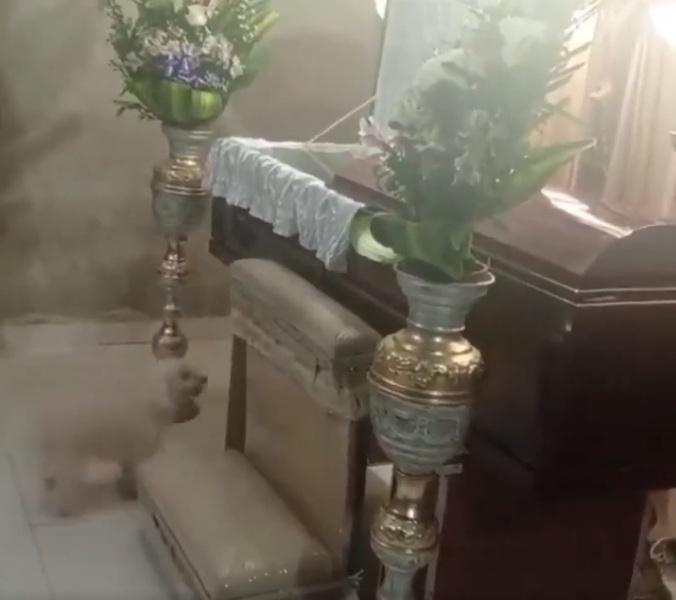 又走下來。(互聯網)