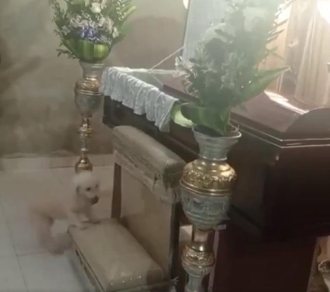 小狗再上跪墊。(互聯網)