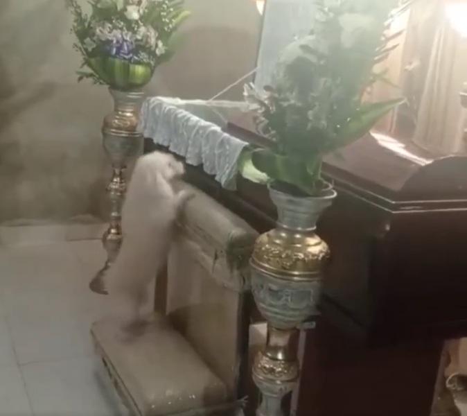 小狗再上跪墊,又嗅聞、張望。(互聯網)