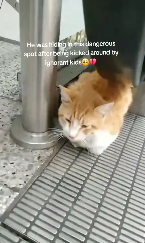 黎巴嫩一隻貓咪被主人無情拋棄在機場,更被小童踢來踢去。(TikTok)