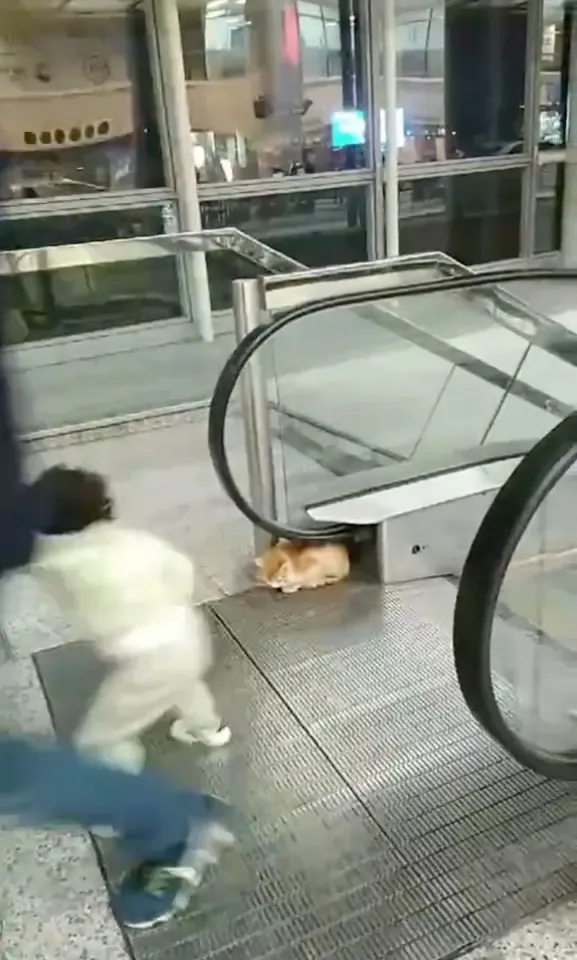 黎巴嫩機場貓咪被棄養後,一度在扶手電梯附近。(TikTok)