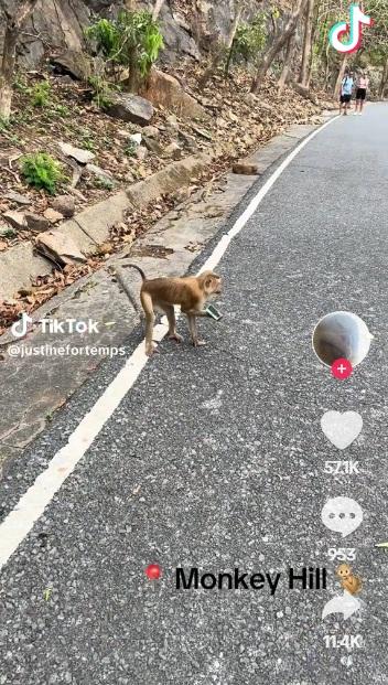 猴子搶了女遊客的手機。(互聯網)