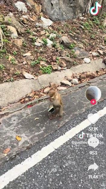 猴子對手機很有興趣。(互聯網)