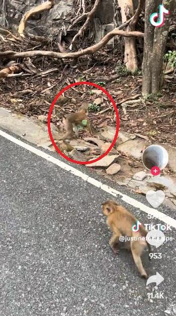 猴子把手機帶回山邊。(互聯網)