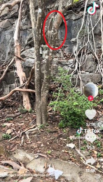 猴子把手機帶上樹。(互聯網)