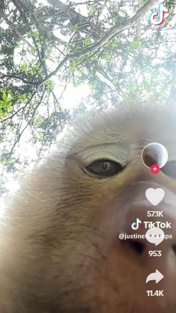 猴子用手機自拍的模樣。(互聯網)