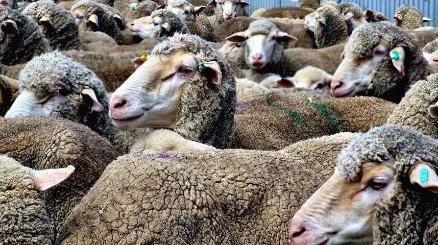 英國首次在綿羊身上發現H5N1禽流感病毒,屬全球首例。(互聯網)