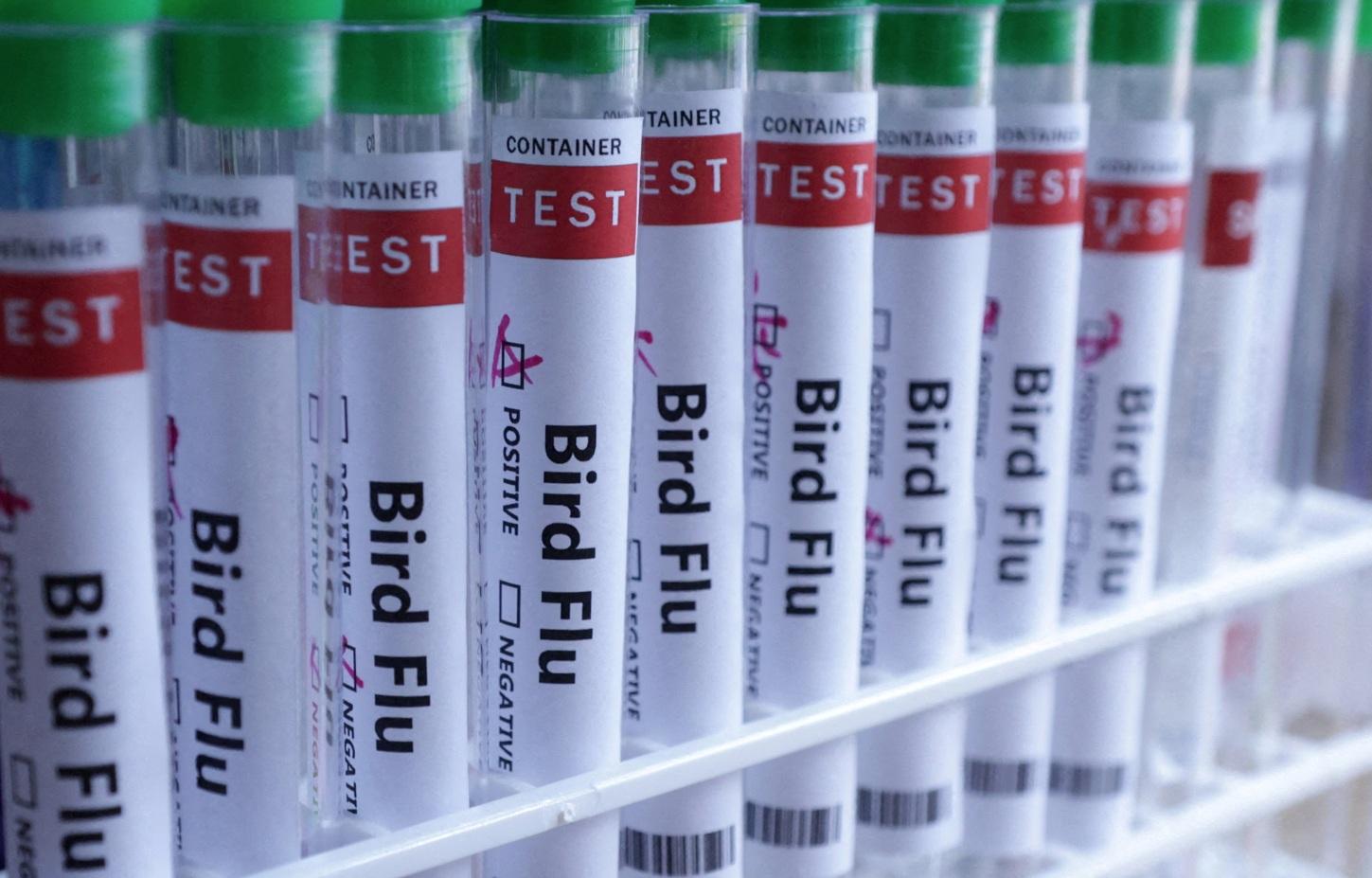 全球已有許多不同種類的哺乳動物感染H5N1禽流感病毒,甚至死亡,包括熊、貓、乳牛、狗、海豚、海豹和老虎等。圖為禽流感檢測樣本。(資料圖片)