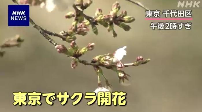 氣象人員周一確認,東京千代田區靖國神社的染井吉野櫻標準木有5朵以上開花。(互聯網)