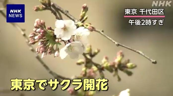 氣象人員周一確認,東京千代田區靖國神社的染井吉野櫻標準木有5朵以上開花。(互聯網)