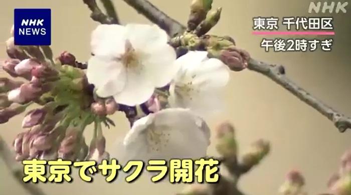 氣象人員周一確認,東京千代田區靖國神社的染井吉野櫻標準木有5朵以上開花。(互聯網)