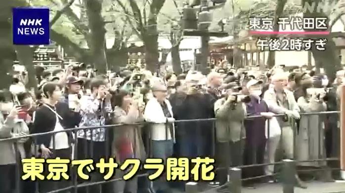 氣象人員周一確認,東京靖國神社的染井吉野櫻標準木有5朵以上開花,民眾到場見證。(互聯網)