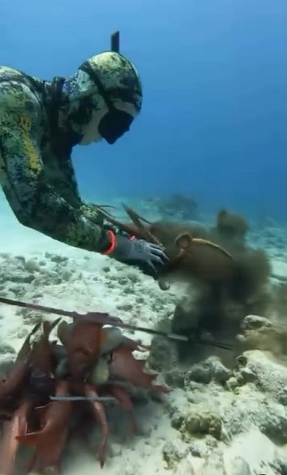 八爪魚噴墨還擊。(互聯網)