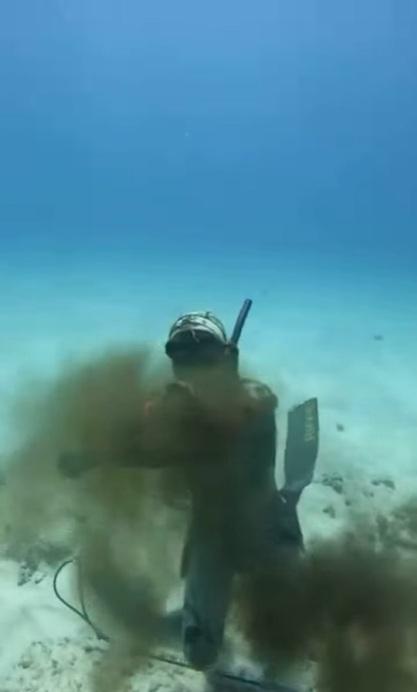 八爪魚噴墨還擊,又纏著潛水客。(互聯網)