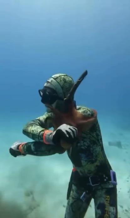 八爪魚纏著潛水客手臂和臉部。(互聯網)