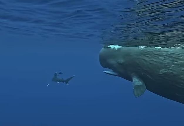 抹香鯨游上前,試圖趕走鯊魚。(互聯網)