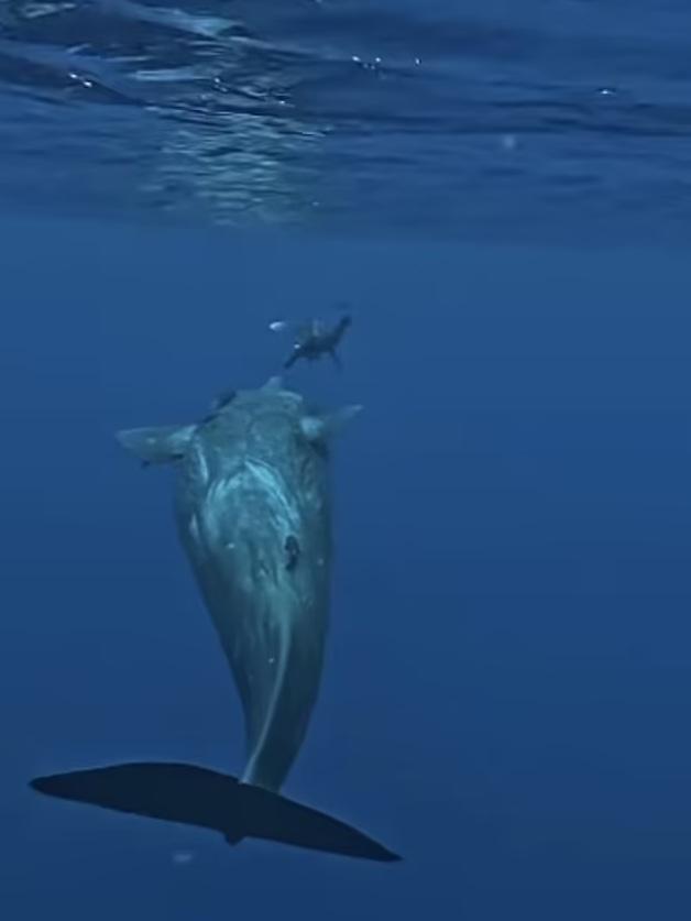 抹香鯨追著鯊魚。(互聯網)