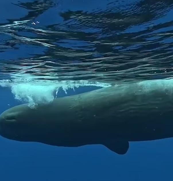 吉羅多說,抹香鯨張大嘴巴就游上前追鯊魚。(互聯網)