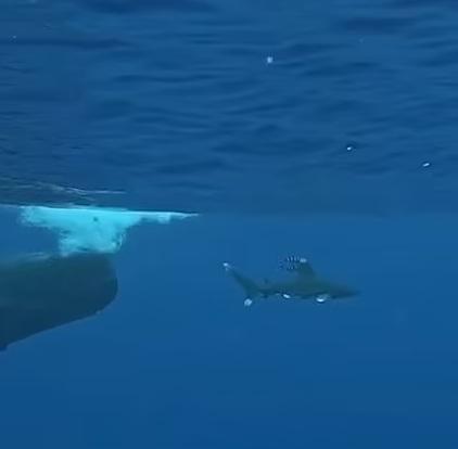 抹香鯨追鯊魚,把牠趕走。(互聯網)