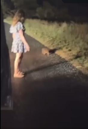 網紅在路邊發現一隻小袋熊,停車查看。(互聯網)