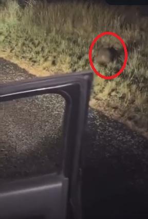 熊媽媽追到車旁。(互聯網)