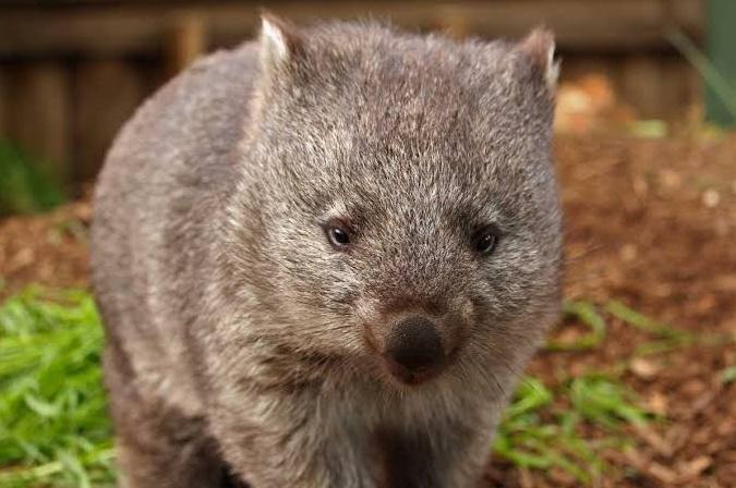 熊袋是澳洲原生動物。(互聯網)