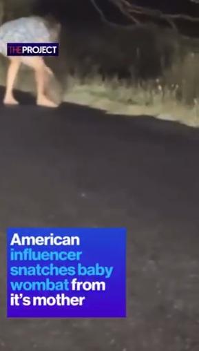 網紅將小袋熊抱走,熊媽媽就在附近。(互聯網)