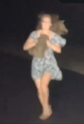 網紅抱著小袋熊,快步跑回車旁。(互聯網)