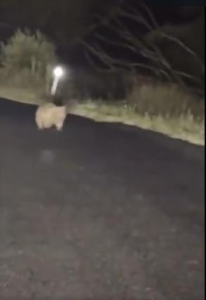 袋熊媽媽追上。(互聯網)