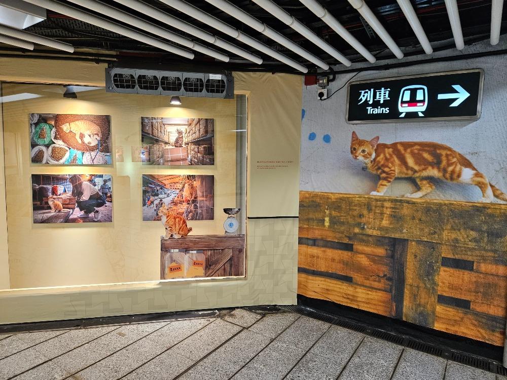 港鐵展出《同萌社區 THE COMMEOWNITY》攝影展,透過香港攝影師,捕捉「貓店長」的生活百態。(圖片來源:聞華、茉莉)