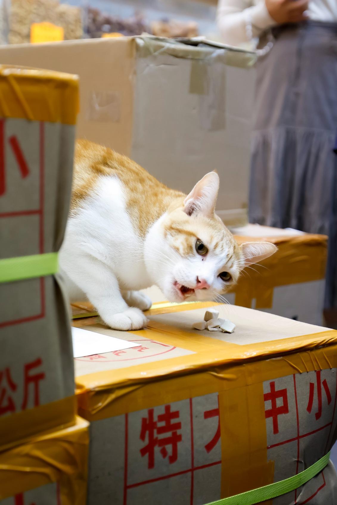 林橋記貓店長「白朮」,展覽的9位貓店長之一。(圖片來源:港鐵)